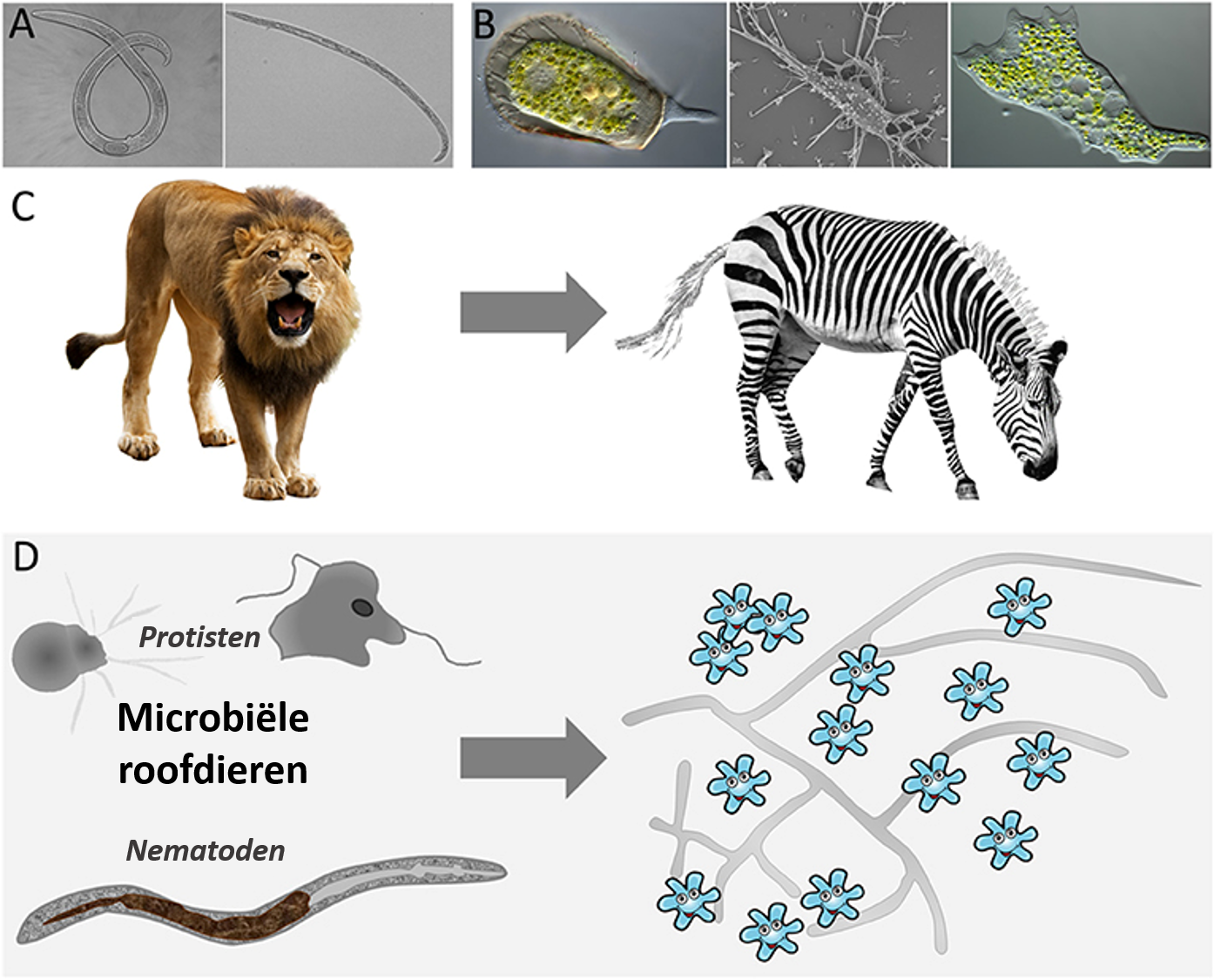 Figuur 1: Een impressie van hoe nematoden (A) en protisten (B) er onder de microscoop uitzien. Net als leeuwen (C), die bekende roofdieren zijn in savanne-ecosystemen, spelen microbiële roofdieren (D) een essentiële rol in ondergrondse ecosystemen. Deze