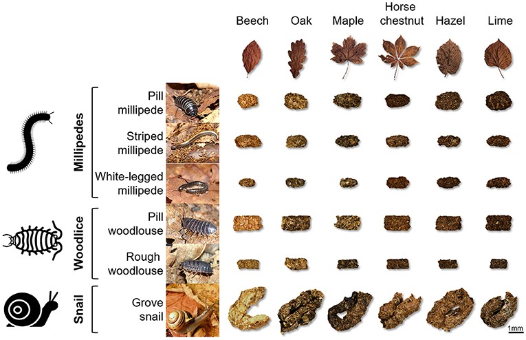 Figure 2: Feces collected from six different soil animals that were feeding on six different types of dead leaves.