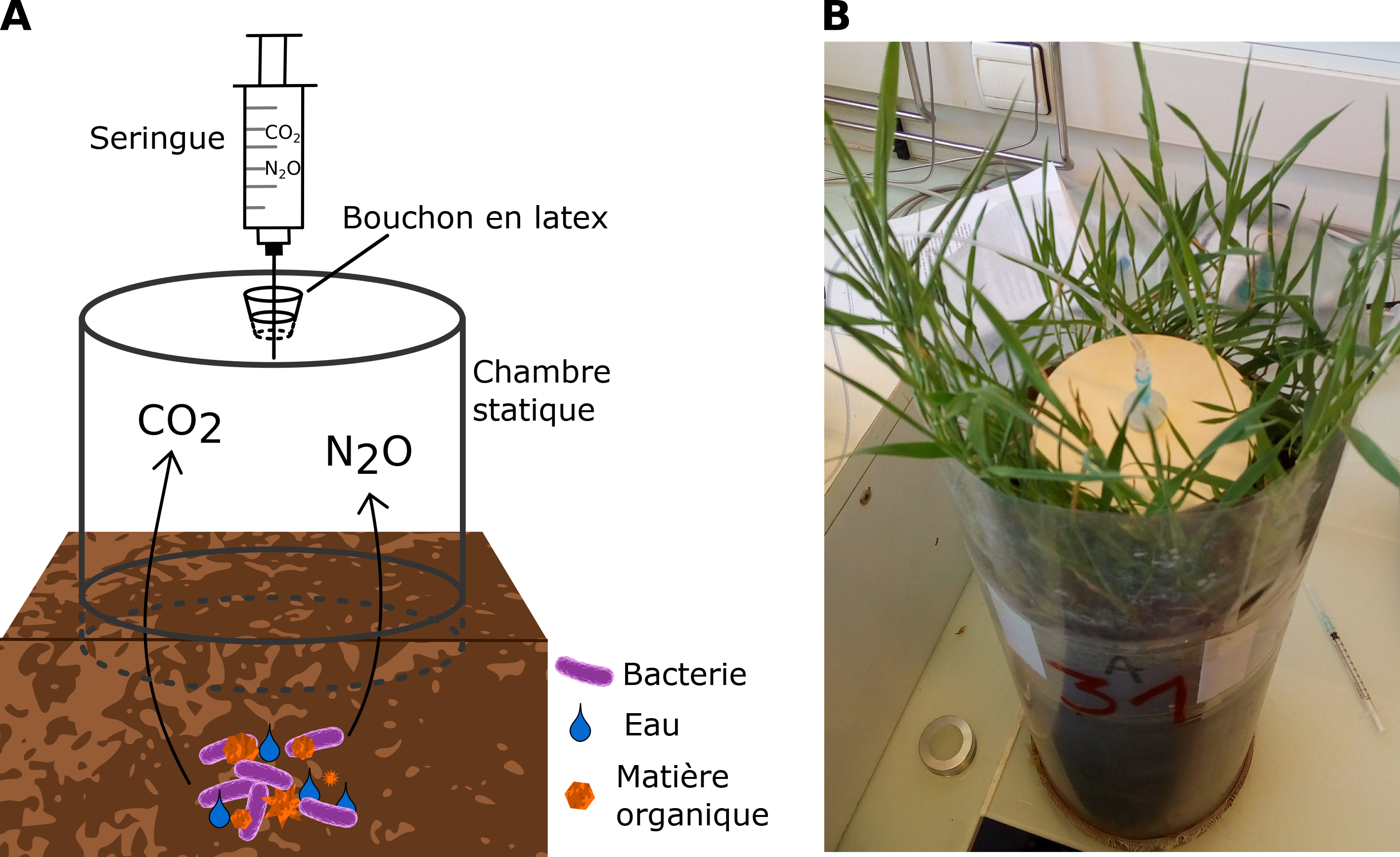 Figure 3: (A) Une chambre expérimentale peut être utilisée pour mesurer les émissions de GES dans les environnements naturels. Les gaz produits par les bactéries s'accumulent dans la chambre scellée, puis sont prélevés à l'aide d'une seringue à
