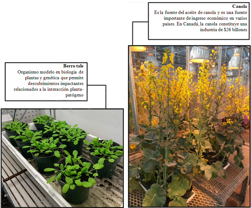 Figura 1: Dos plantas huéspedes susceptibles a la hernia de la col: berro tale y canola. Esta figura fue creada con BioRender