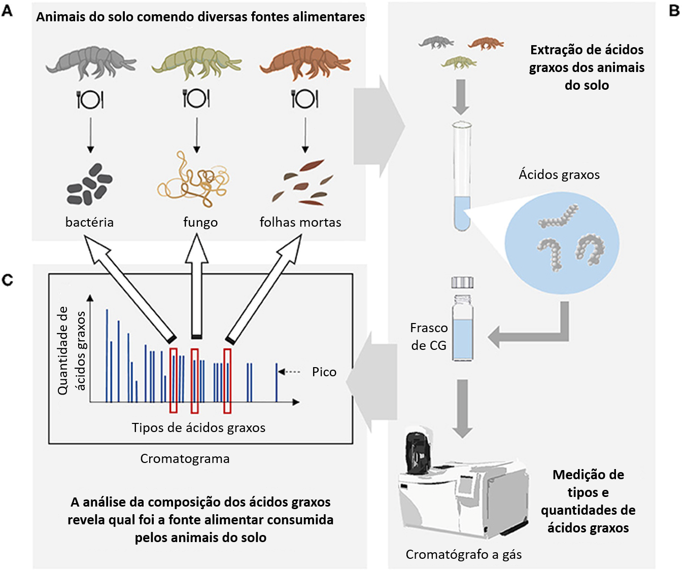Figura 2: Determinando o que os organismos do solo comem através da observação de marcadores de ácidos graxos.