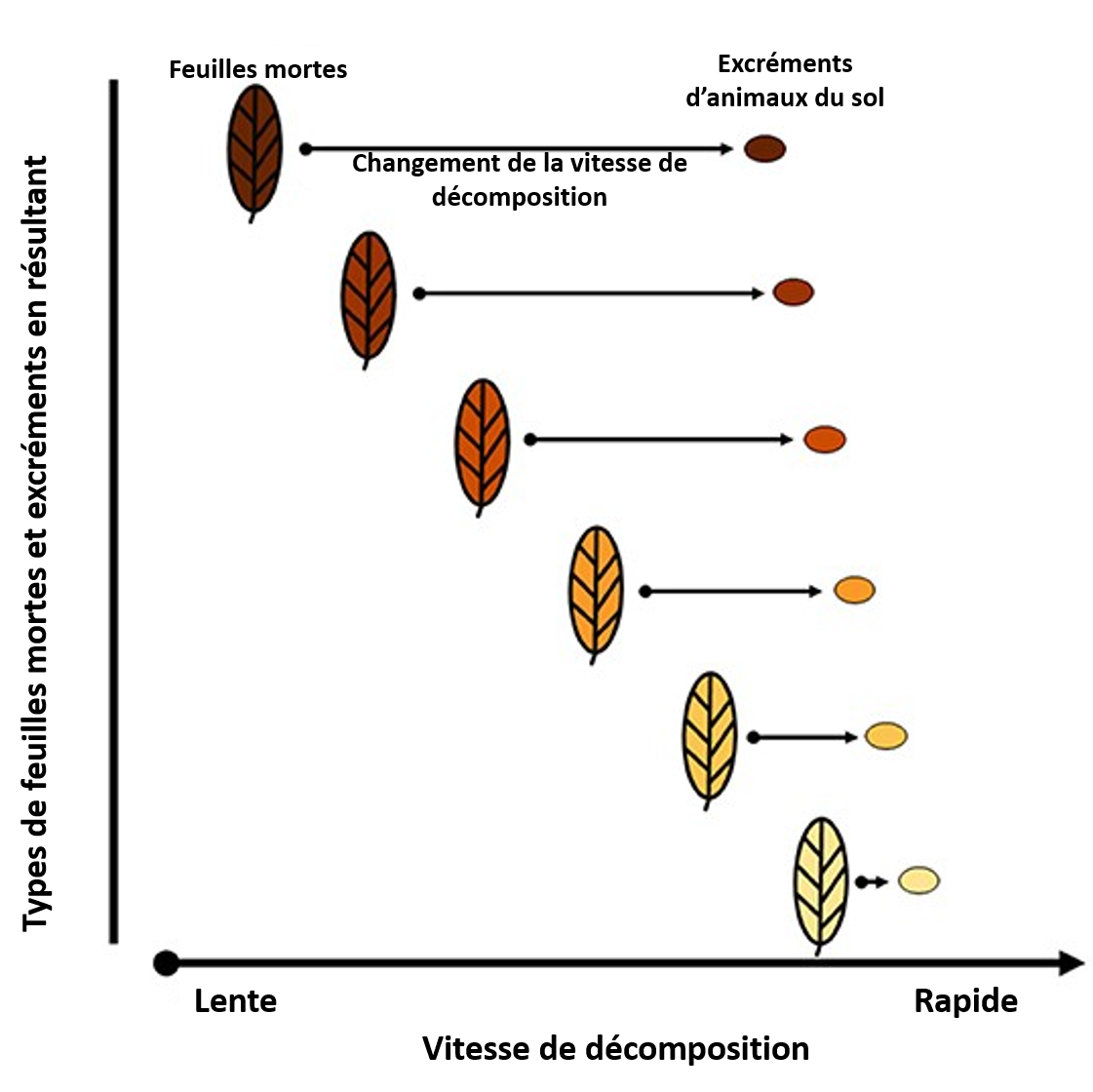 Figure 3 : Facteurs biotiques et abiotiques importants qui interagissent dans l’environnement.