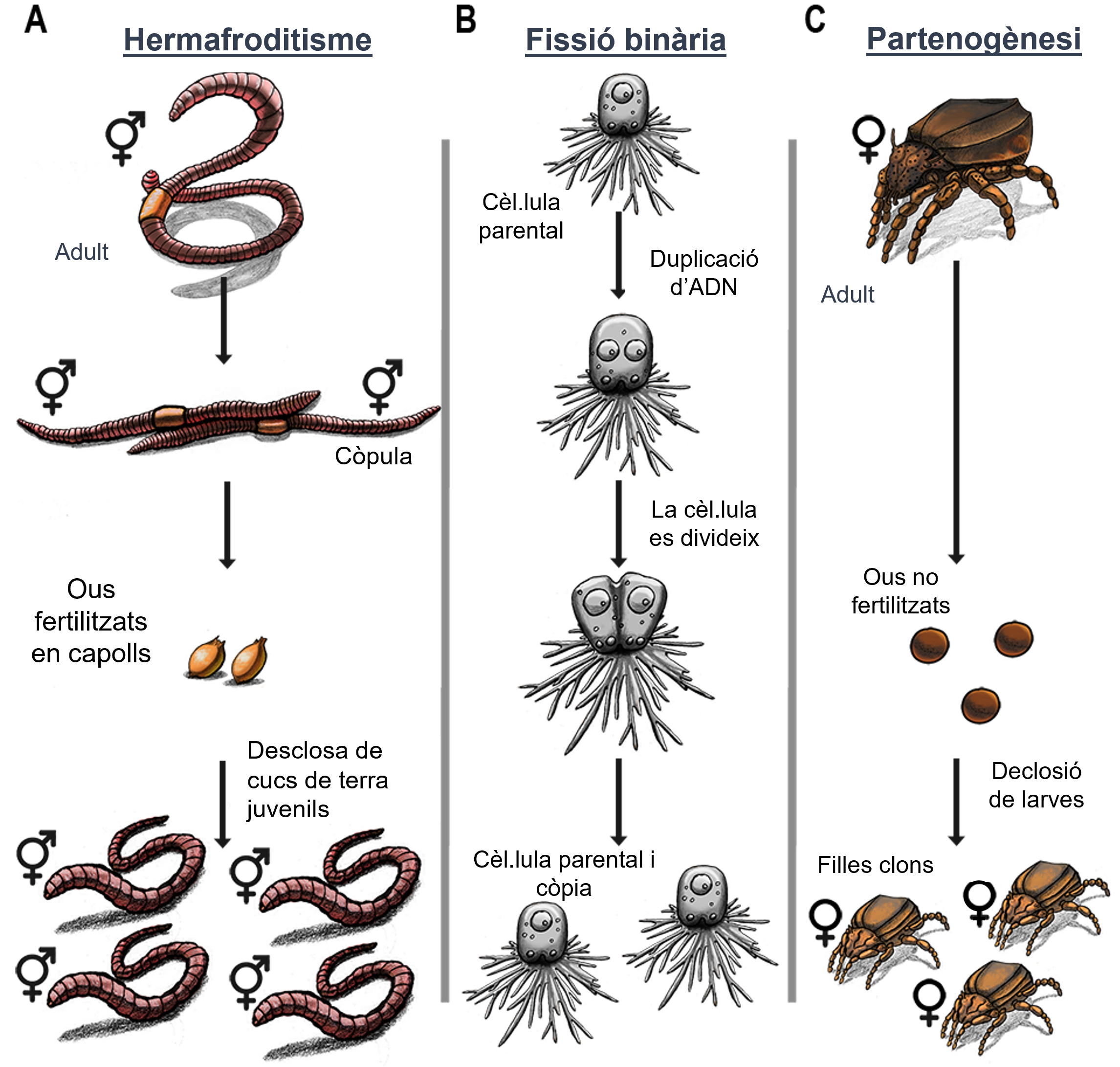 Figura 1: Organismes en una xarxa tròfica típica del sòl.