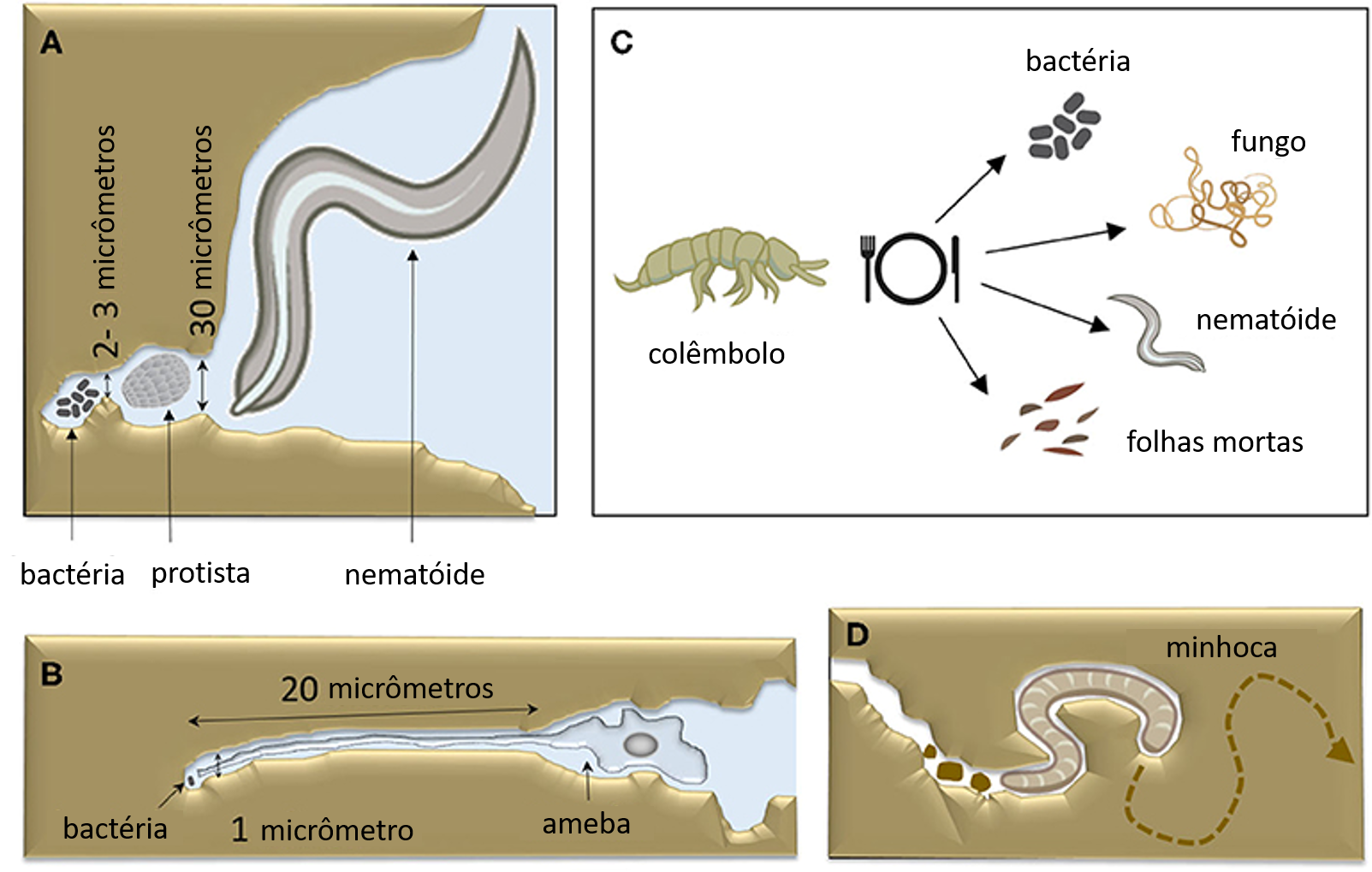 Figura 3: Os animais desenvolveram formas de lidar com a dificuldade de se alimentar no solo escuro.