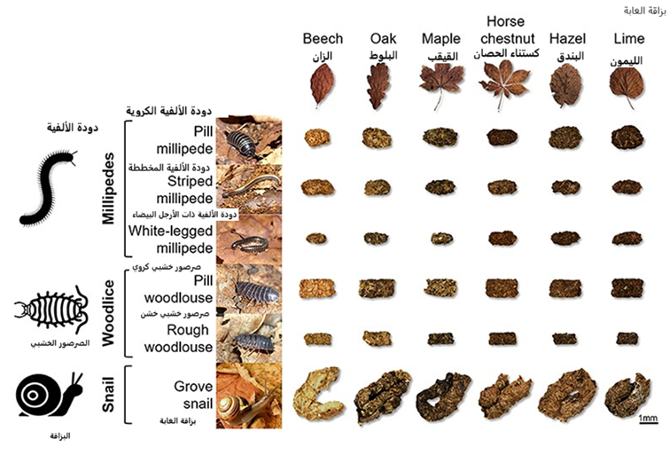 الشكل 2: ثلاث طرق شائعة لاستخدام البيئات الطبيعية. الاستخدام الزراعي الواسع لا يشمل الكثير من الحراثة والحصاد أو إضافة الكثير من الأسمدة وال