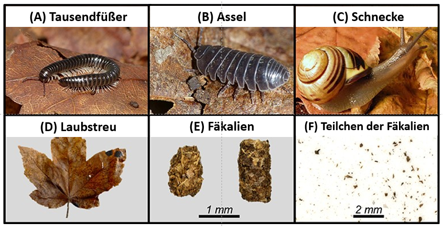 Abbildung 1: (A–C) Beispiele für Bodentiere, die tote Blätter essen und sie in Fäkalien umwandeln. (D) Beispiel für tote Blätter, welche diese Tiere essen können. (E) Beispiele für Fäkalien von Tieren, die tote Blätter essen. (F) Die Fäkalien