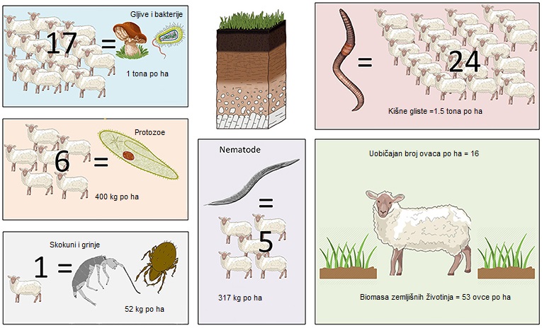 Slika 1: Težina zemljišnih životinja po hektaru (ha), u odnosu na težinu ovaca. Odrasla ovca teži oko 60 kg [1].