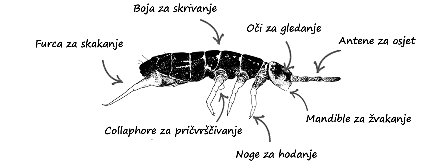 Slika 3: Koji su dijelovi skokuna? Ovu skica skokuna izradio je taksonomist Mikhail Potapov, koji je opisao više od 200 novootkrivenih vrsta skokuna za znanost.