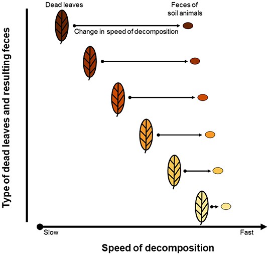 Figure 3: By transforming dead leaves into feces, soil animals affect the speed at which dead leaves decompose.