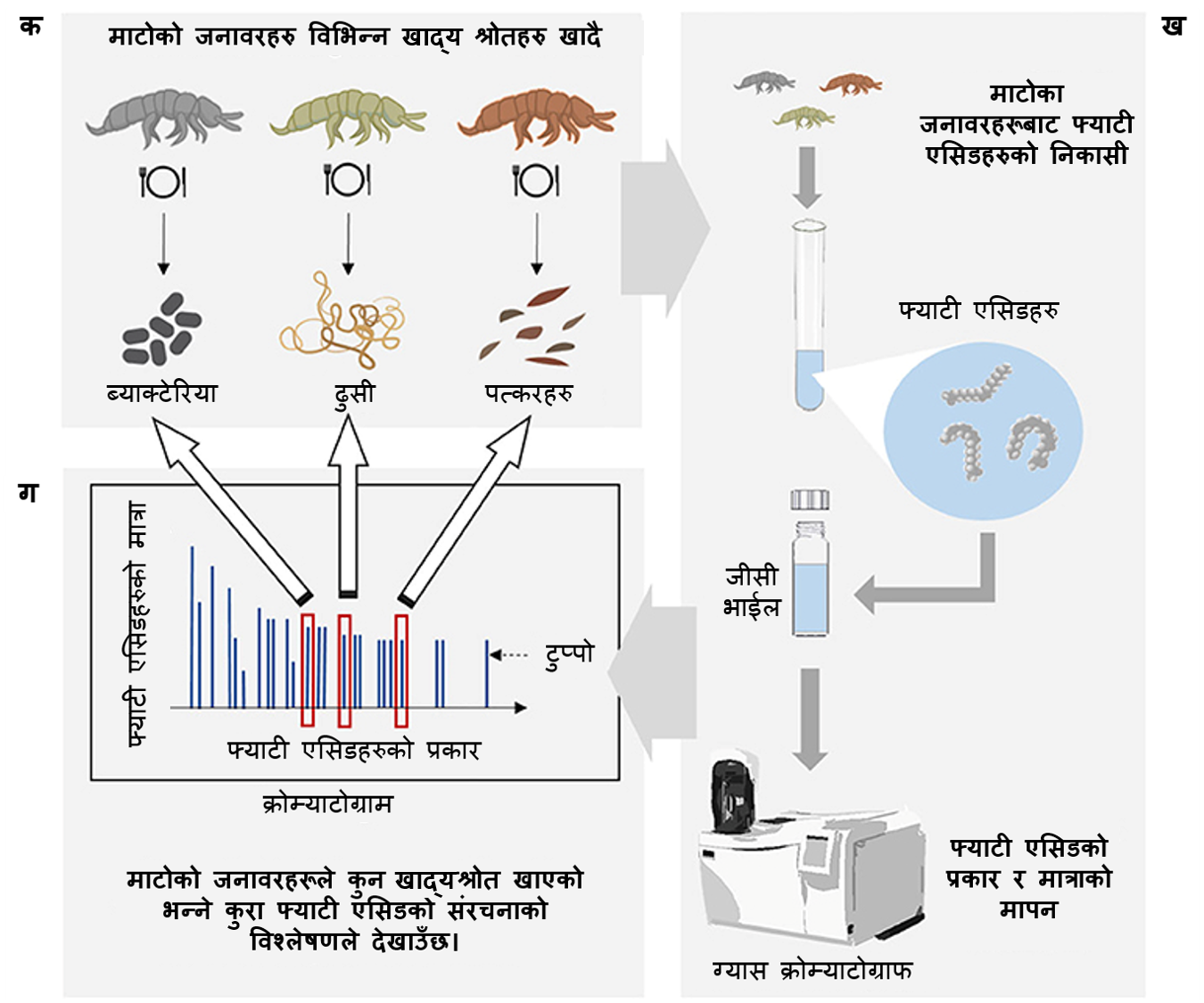 चित्र २ : फ्याटी एसिड मार्करहरू हेरेर माटोका जीवहरूले के खान्छन् भनेर निर्धारण गर्दै। (क) माटोका ??