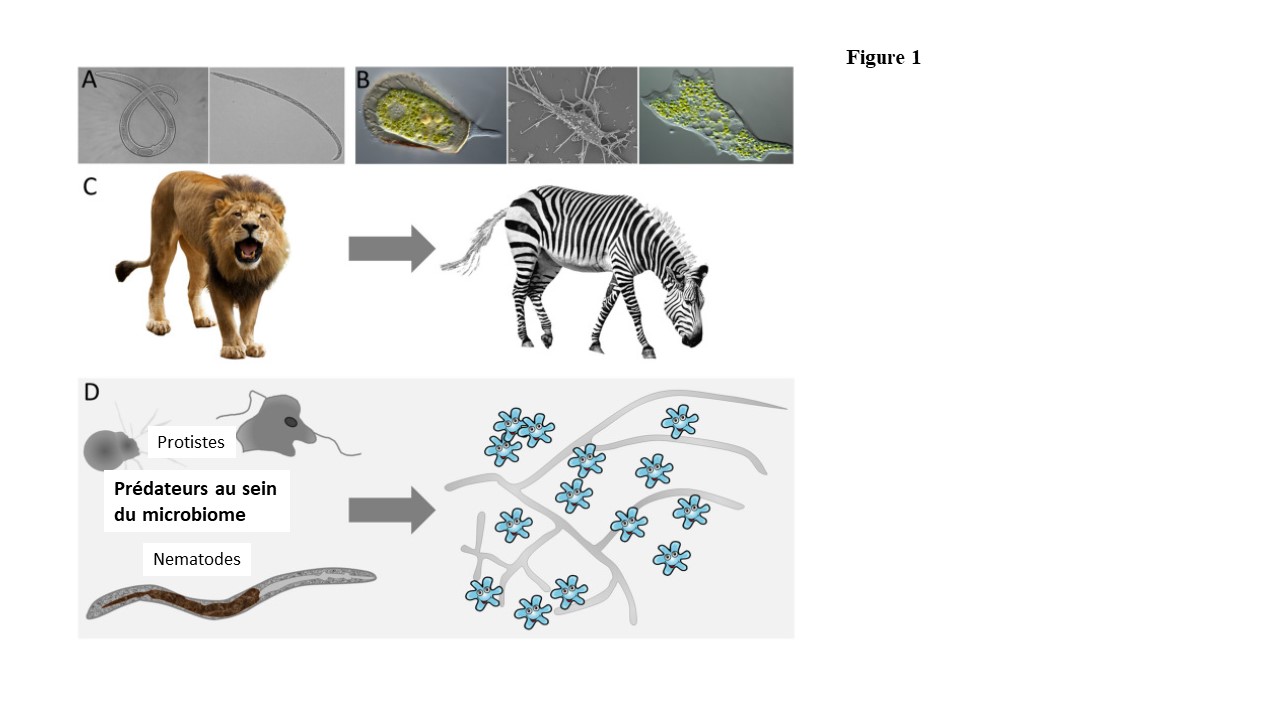 Figure 1 : Aperçu de l'aspect des nématodes (A) et des protistes (B) au microscope. Comme les lions (C), prédateurs bien connus de la savane, les prédateurs du microbiome (D) jouent un rôle essentiel dans le sol. Les protistes et nématodes se nourri