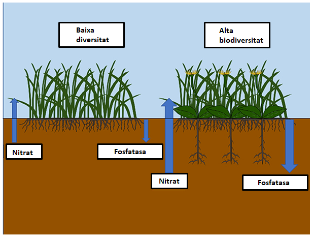 Figura 1: La complementarietat entre els sistemes radiculars present en un sòl amb una major biodiversitat porta a un cicle de nutrients més eficient.
