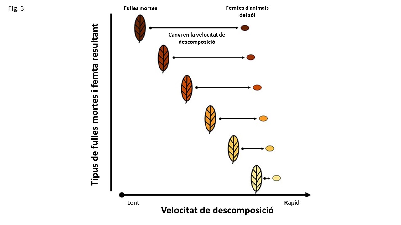 Figura 3: En transformar les fulles mortes en femtes, els animals del sòl afecten la velocitat a la qual es descomponen les fulles mortes.