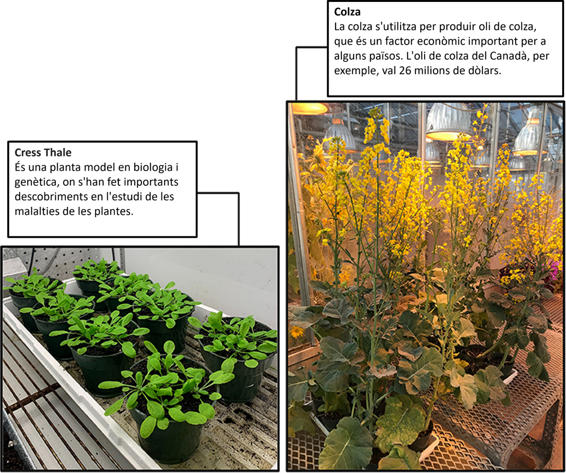 Figura 1: Dos hostes vegetals importants susceptibles a l’hèrnia de la col: Arabidopsis thaliana i colza. Figura creada amb BioRender.