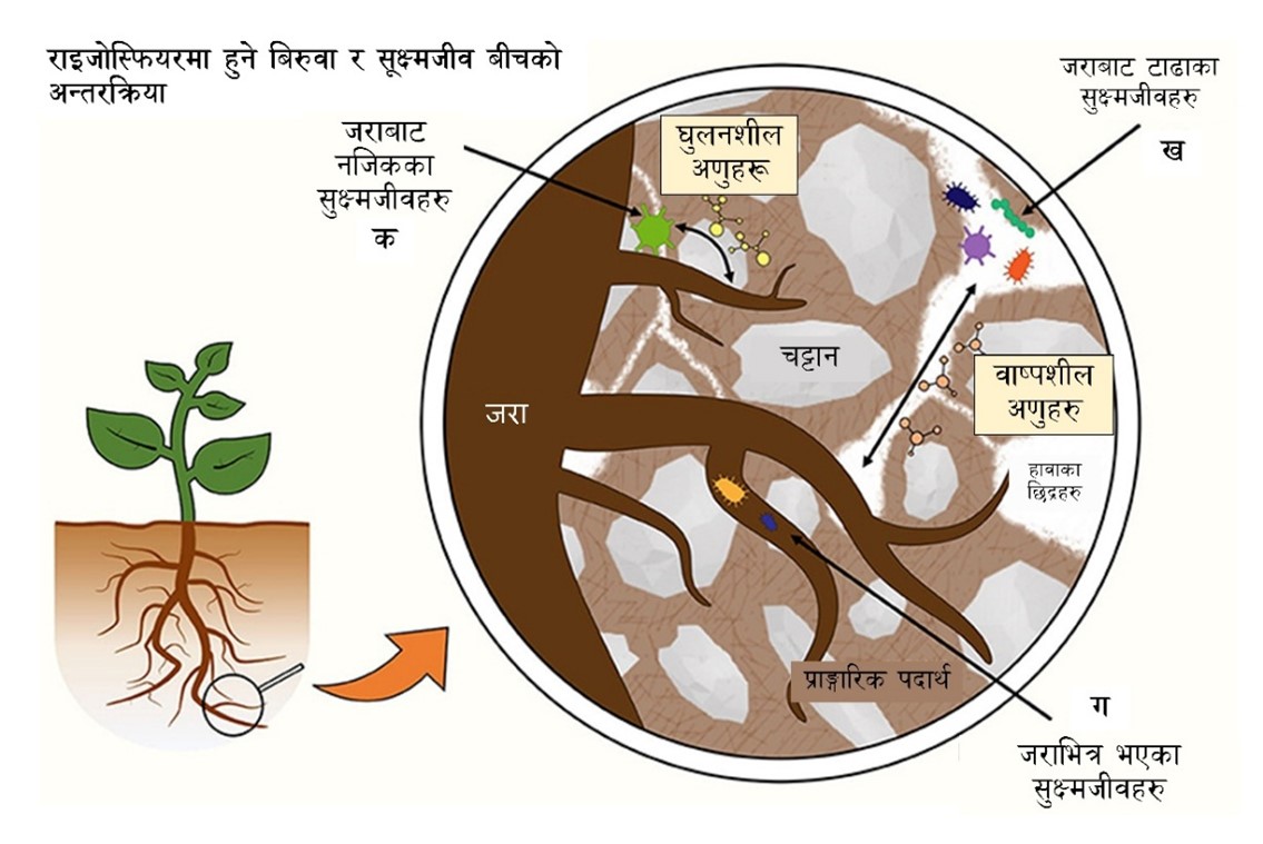 चित्र १ – माटोमा रहेका मिथेनोट्रफहरूको अध्ययन अनुसन्धान गर्न प्रयोग गरिएका विधिहरूः (१) हामीले ??