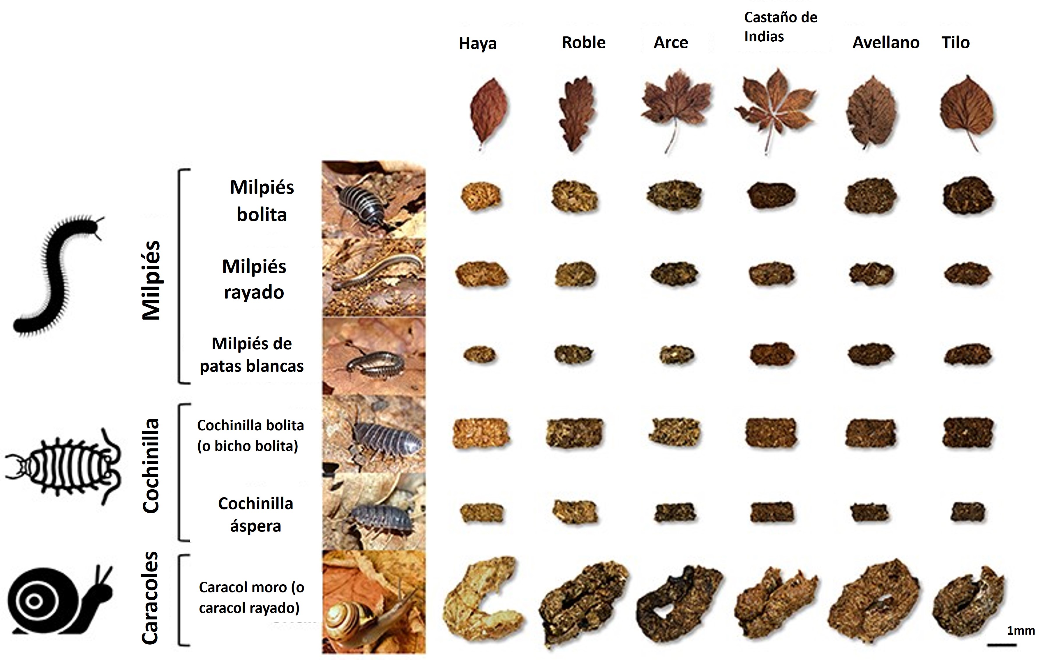 Figura 2: Excrementos colectados de seis diferentes animales del suelo que fueron alimentados con seis tipos diferentes de hojas muertas. Los excrementos están dibujados a escala, pero no las hojas y los animales. Se puede observar que el color de los ex