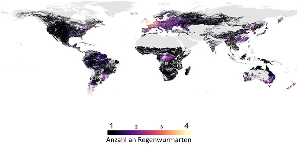 Abbildung 2: Eine Karte der Anzahl an Regenwurmarten auf der Welt, erstellt mithilfe unseres Modells.