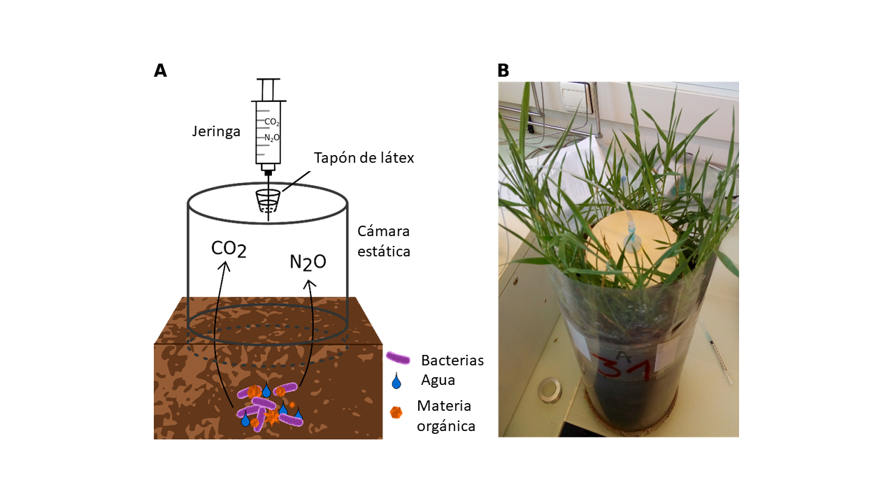 Figura 3:  (A) Cámara experimental que puede usarse para medir las emisiones de gases de efecto invernadero en entornos naturales. Los gases producidos por las bacterias se acumulan en la cámara sellada y luego se toman muestras con una jeringa a travé