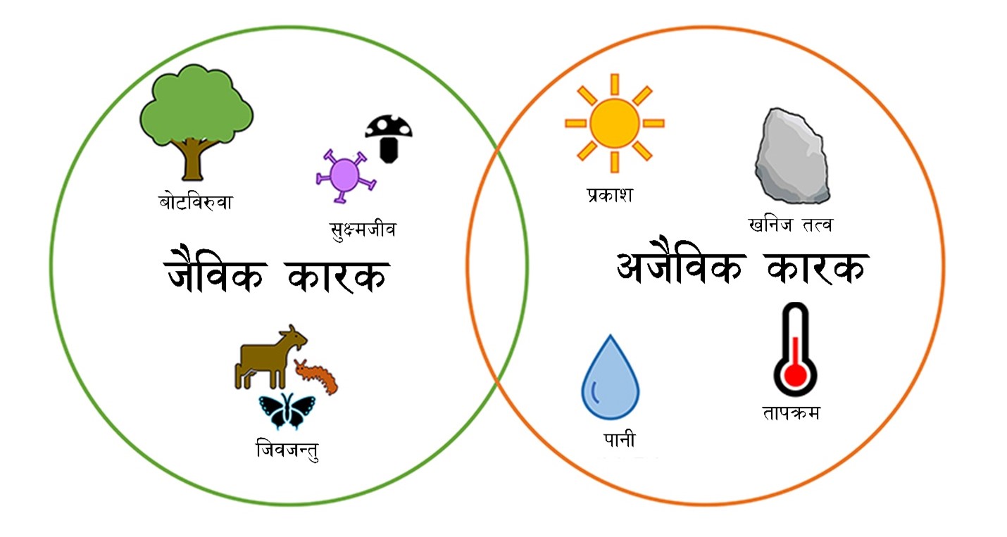 चित्र ३ - माटोको खाद्य जालले नाइट्रोजनलाई रूपान्तरण गर्दछ जसले गर्दा यो बिरुवा, पानी, वा हावामा प??