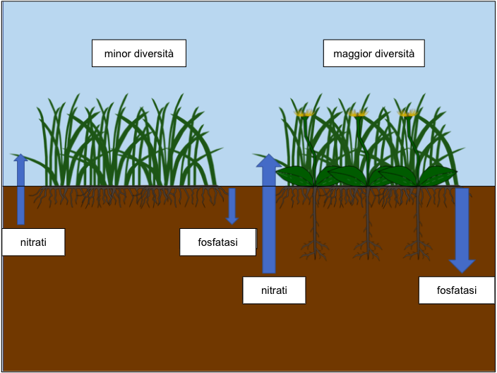 Figura 1: La complementarità tra gli apparati radicali nei sistemi di suolo con una maggiore biodiversità porta a un ciclo dei nutrienti più efficiente.