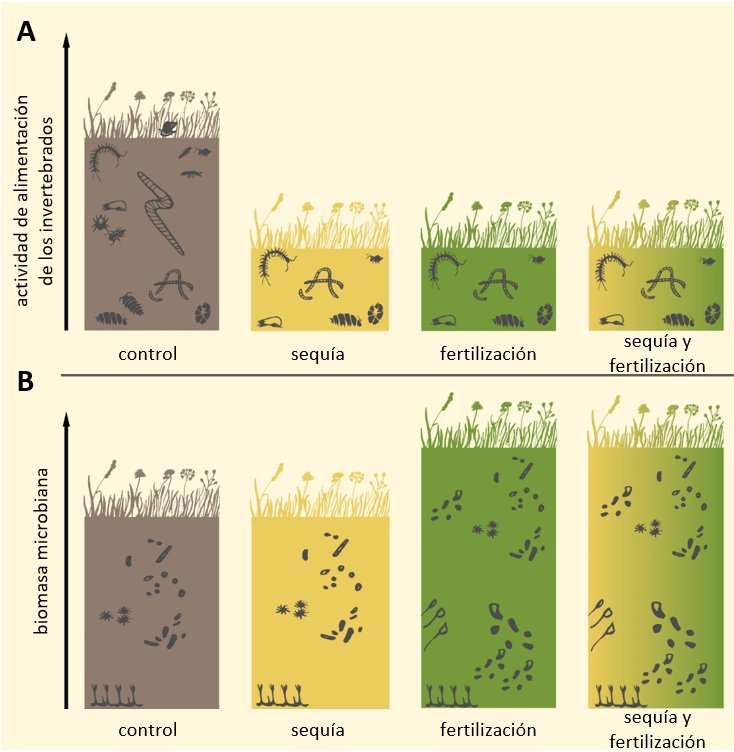 Figura 3: ¿Qué hemos encontrado? Los tratamientos del experimento eran: I) control en café, II) sequía en amarillo, III) fertilización en verde y IV) sequía y fertilización en verde y amarillo.