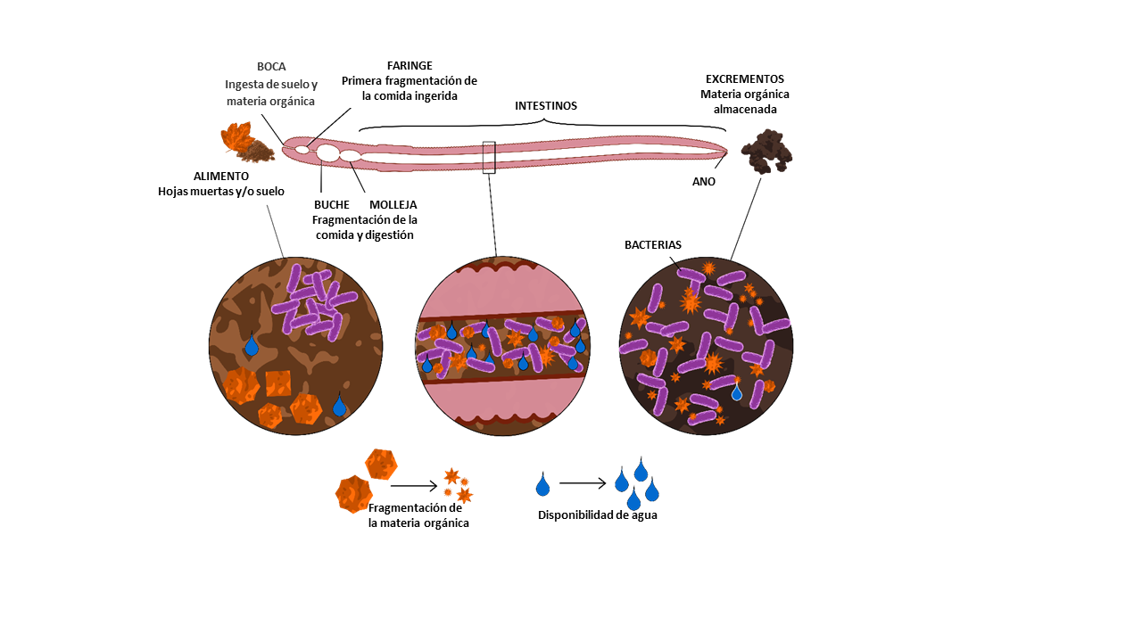 Figura 2: La materia orgánica pasa por el tracto digestivo de las lombrices de tierra, se rompe en pedazos más pequeños, es digerida y los remanentes salen por las heces o excrementos.