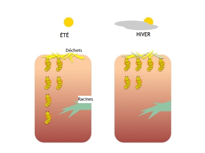 Figure 2 : Migration verticale des larves de coléoptères, selon la profondeur du sol et la saison.