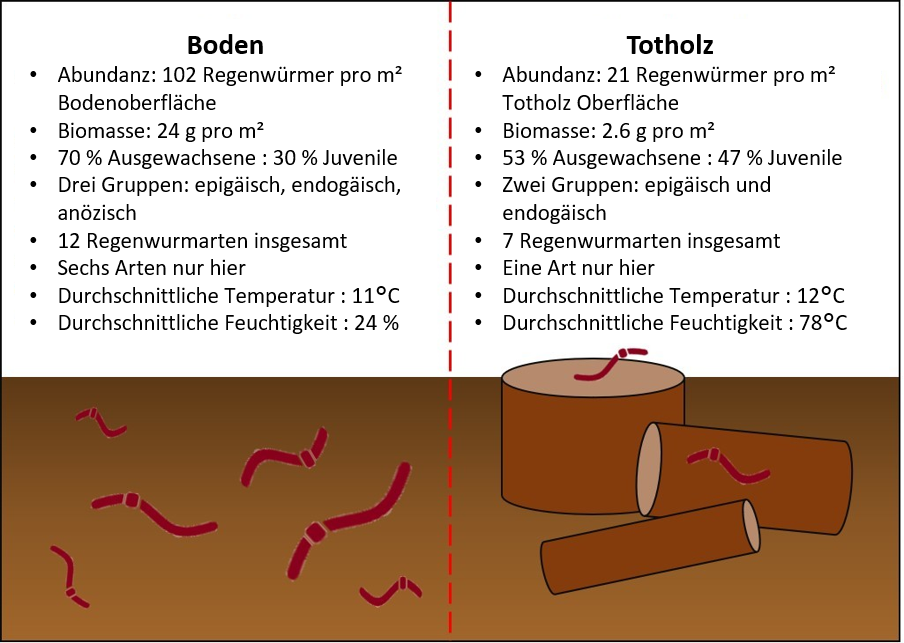 Abbildung 3: Zusammenfassung der Ergebnisse aus den Regenwurm-Untersuchungen des Bodens und des Totholzes in Stieleichen-Wäldern.