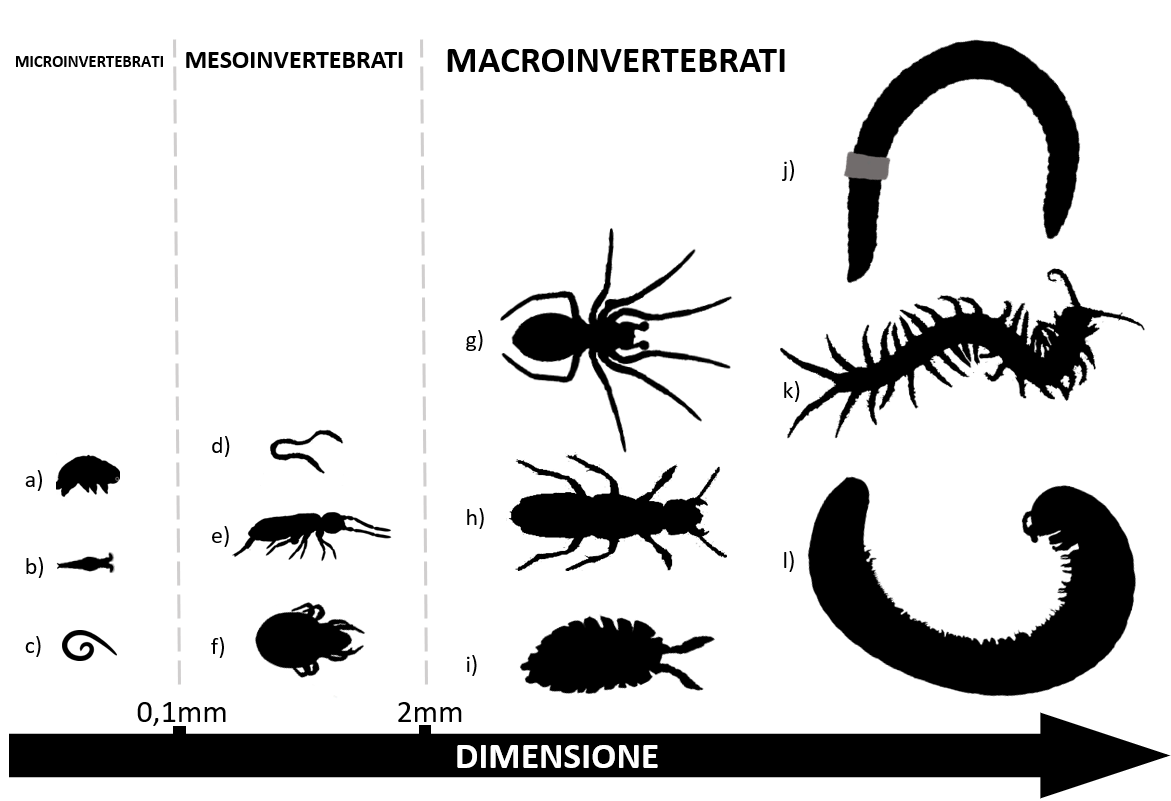 Figura 1 : Esempi di invertebrati del suolo di diverse dimensioni.
