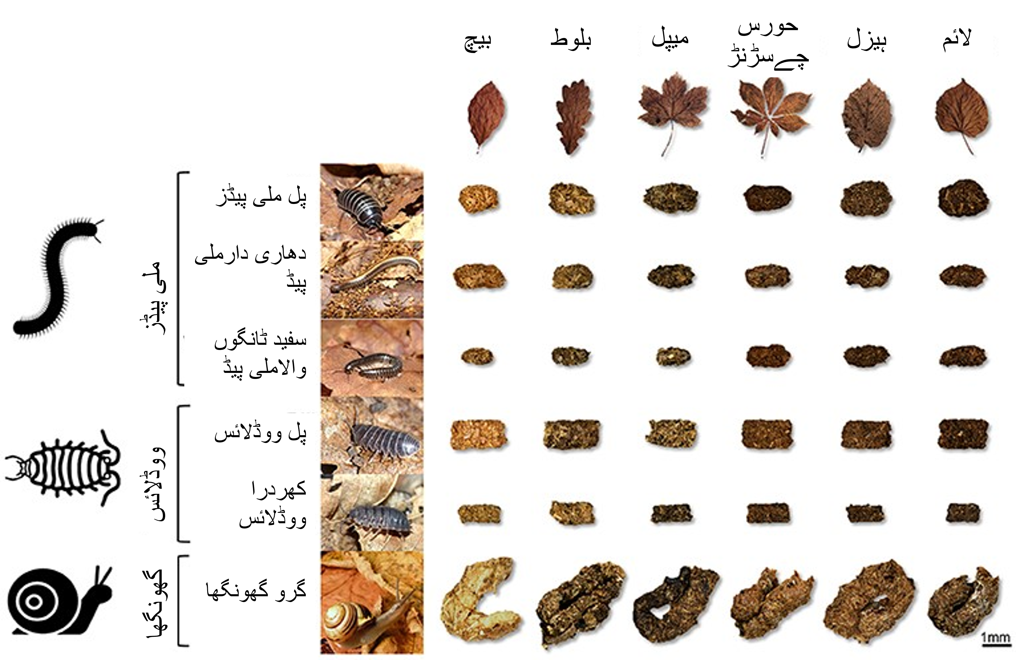 شکل نمبر 2: رائزوبیم تعامل کا جڑ کی ساخت پر اثر (A) . جڑ کی عام ساخت اور کیمیائی موصلیت کی شروعات۔ پیلے پودے ایسو فلوین پیدا کرتی ہیں (1) پھر رائزو?